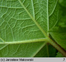 Rubus odoratus (jeżyna pachnąca)