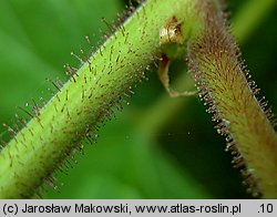 Rubus odoratus (jeżyna pachnąca)