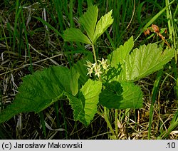 Rubus saxatilis