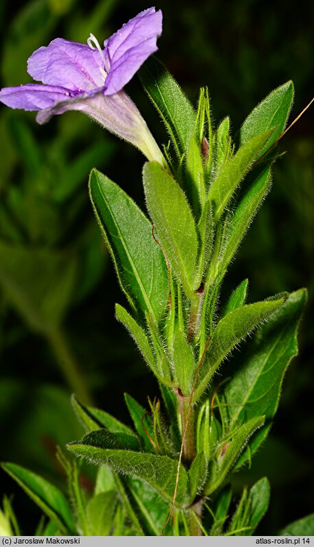 Ruellia humilis (ruellia niska)