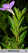 Ruellia humilis (ruellia niska)