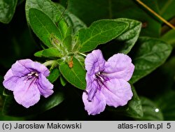 Ruellia humilis (ruellia niska)