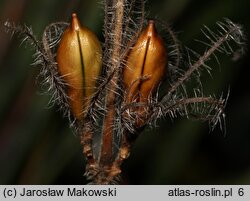 Ruellia humilis (ruellia niska)