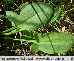 Rumex acetosella