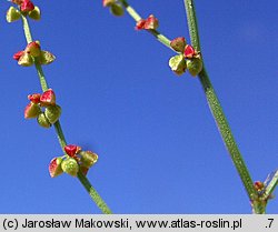 Rumex acetosella