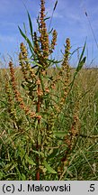 Rumex palustris (szczaw błotny)