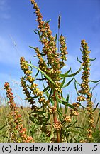 Rumex palustris (szczaw błotny)