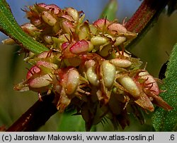 Rumex palustris (szczaw błotny)