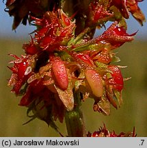 Rumex palustris (szczaw błotny)