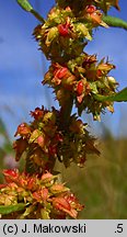 Rumex palustris (szczaw błotny)