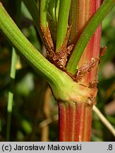 Rumex palustris (szczaw błotny)