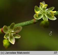 Rumex acetosella (szczaw polny)