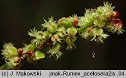 Rumex acetosella (szczaw polny)