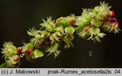 Rumex acetosella (szczaw polny)