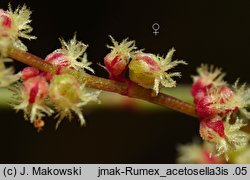 Rumex acetosella (szczaw polny)