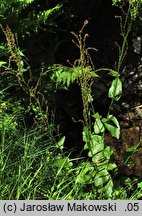 Rumex alpestris (szczaw górski)