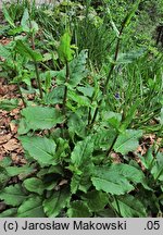 Rumex alpestris (szczaw górski)