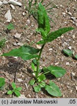 Rumex alpestris (szczaw górski)