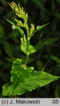 Rumex alpestris (szczaw górski)