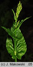 Rumex alpestris (szczaw górski)