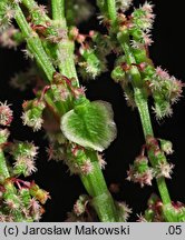 Rumex alpestris (szczaw górski)