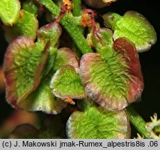 Rumex alpestris (szczaw górski)