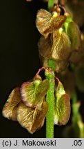 Rumex alpestris (szczaw górski)