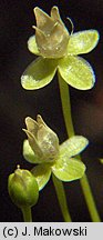 Sagina procumbens