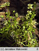 Sagina procumbens