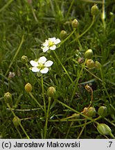 Sagina subulata (karmnik ościsty)