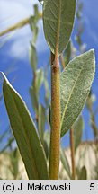 Salix repens ssp. arenaria