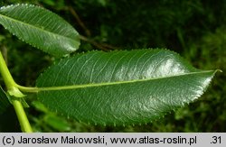 Salix triandra (wierzba trójpręcikowa)