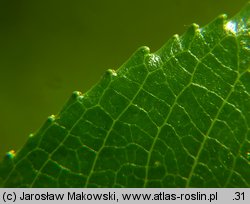 Salix triandra (wierzba trójpręcikowa)