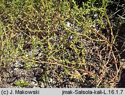 Salsola kali (solanka kolczysta)