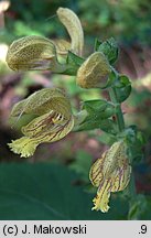 Salvia glutinosa