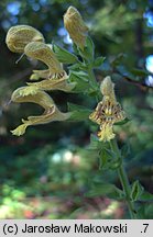 Salvia glutinosa