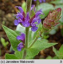 Salvia nemorosa