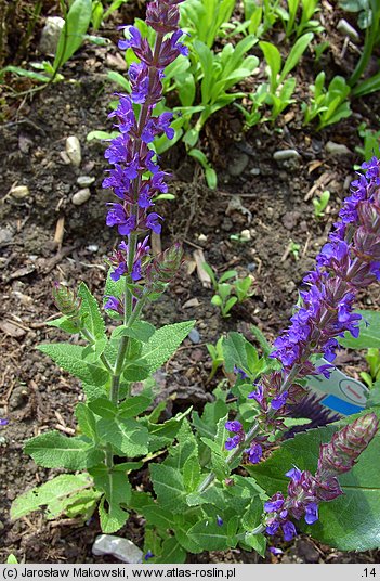 Salvia nemorosa