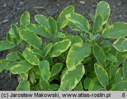 Salvia officinalis (szałwia lekarska)