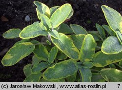 Salvia officinalis (szałwia lekarska)