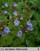 Salvia officinalis (szałwia lekarska)