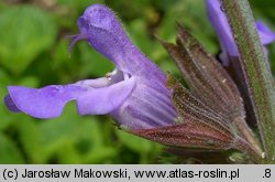 Salvia officinalis (szałwia lekarska)