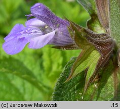 Salvia officinalis (szałwia lekarska)