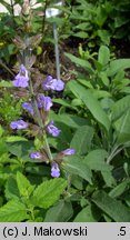 Salvia officinalis (szałwia lekarska)