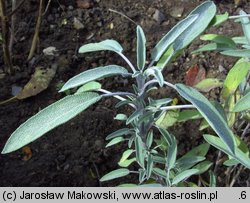 Salvia officinalis (szałwia lekarska)