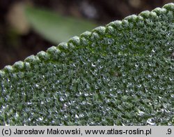 Salvia officinalis (szałwia lekarska)