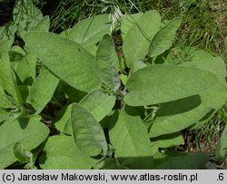 Salvia officinalis (szałwia lekarska)