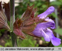 Salvia officinalis (szałwia lekarska)