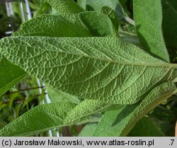 Salvia officinalis (szałwia lekarska)