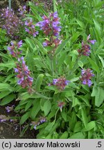 Salvia officinalis (szałwia lekarska)